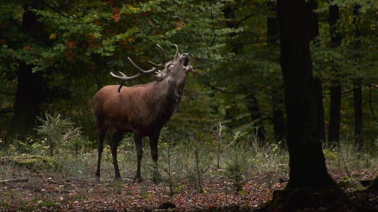 Pourquoi le cerf peut-il être tiré en pleine période de brâme ?