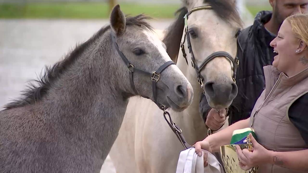 Equitation : le poney Connemara à l'honneur lors d'un concours à Libramont