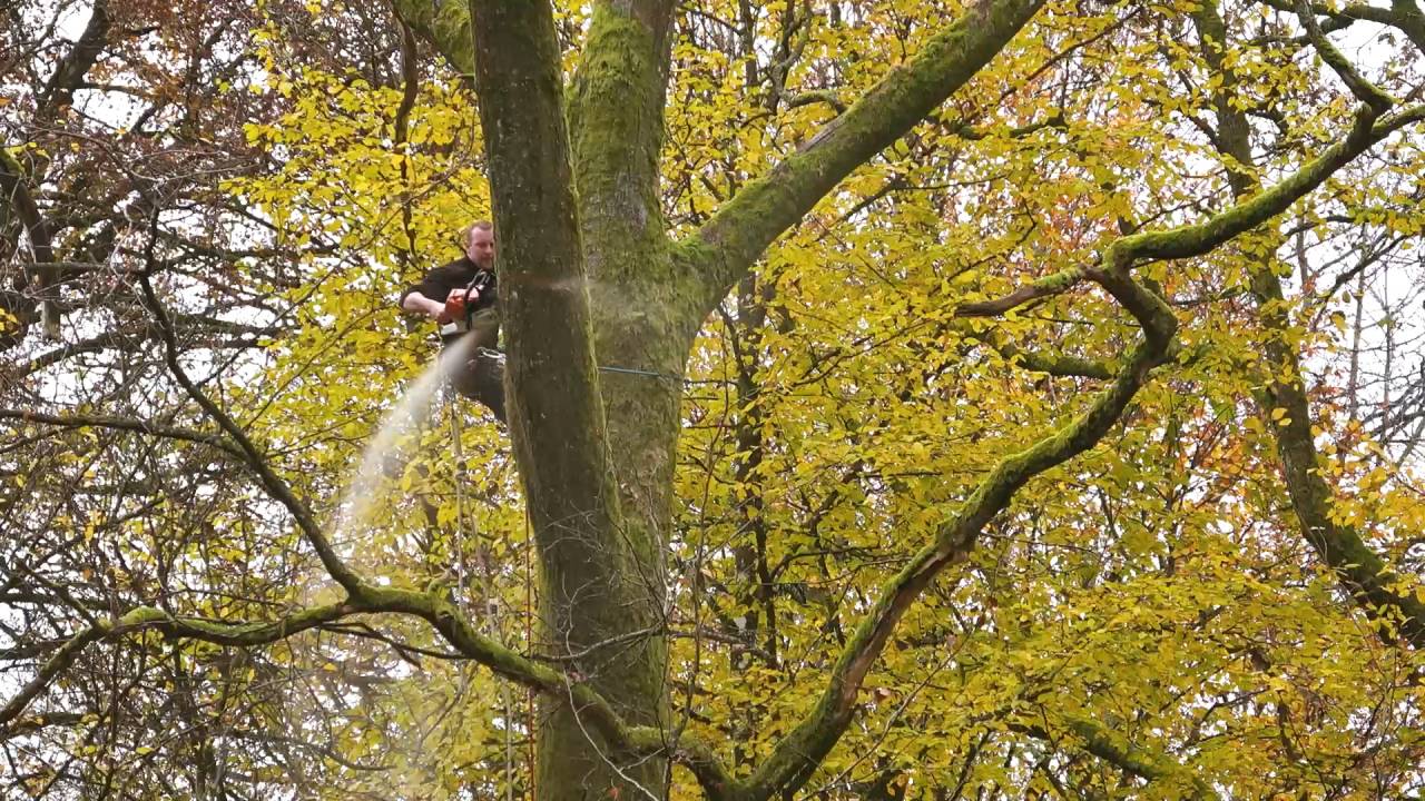 Les abattages pour le parc à grumes de Wallonie ont commencé 