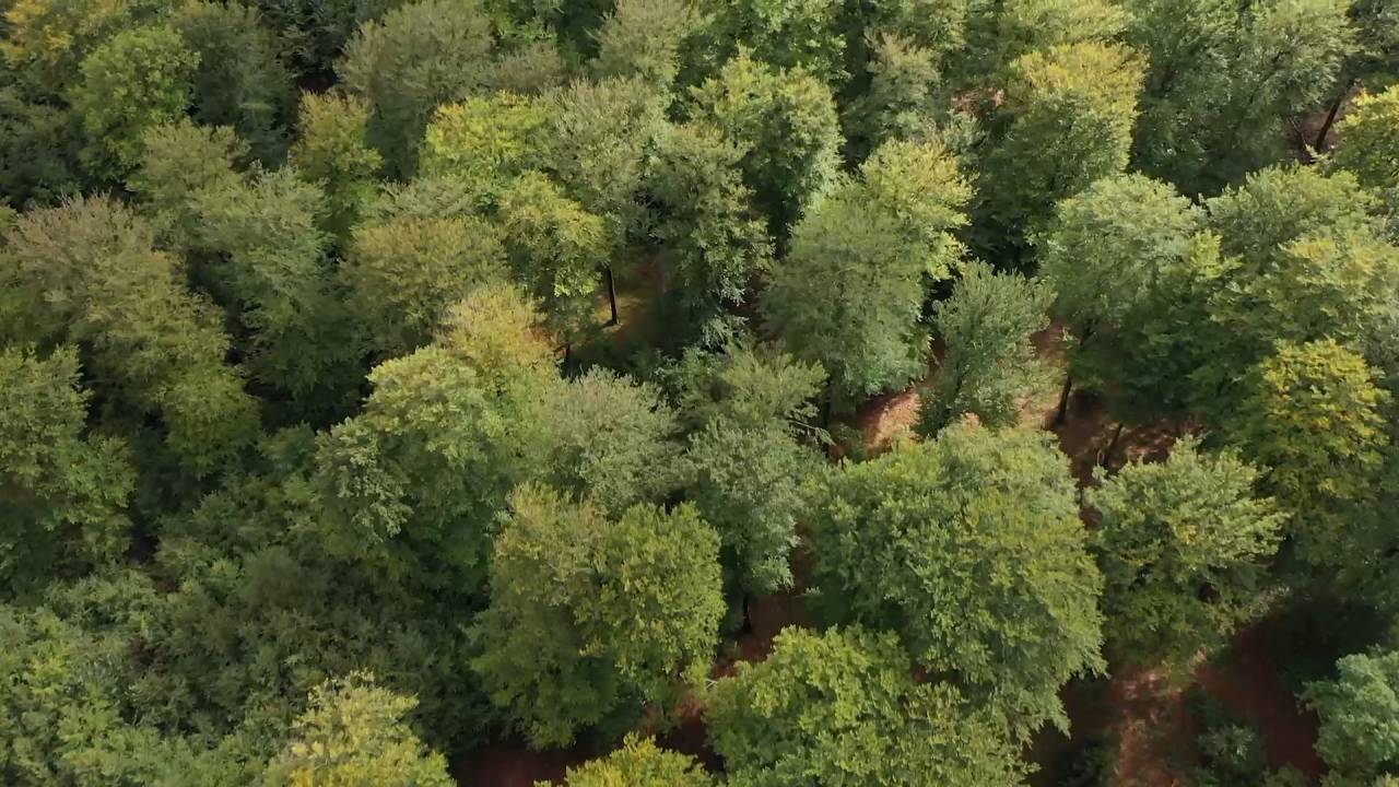 Et si on laissait plus de place à la nature dans nos forêts ?