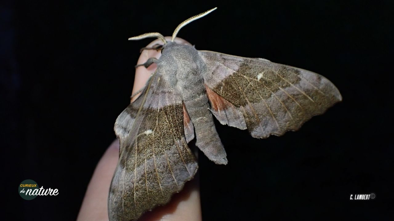 Curieux de Nature #34 : les papillons de nuit