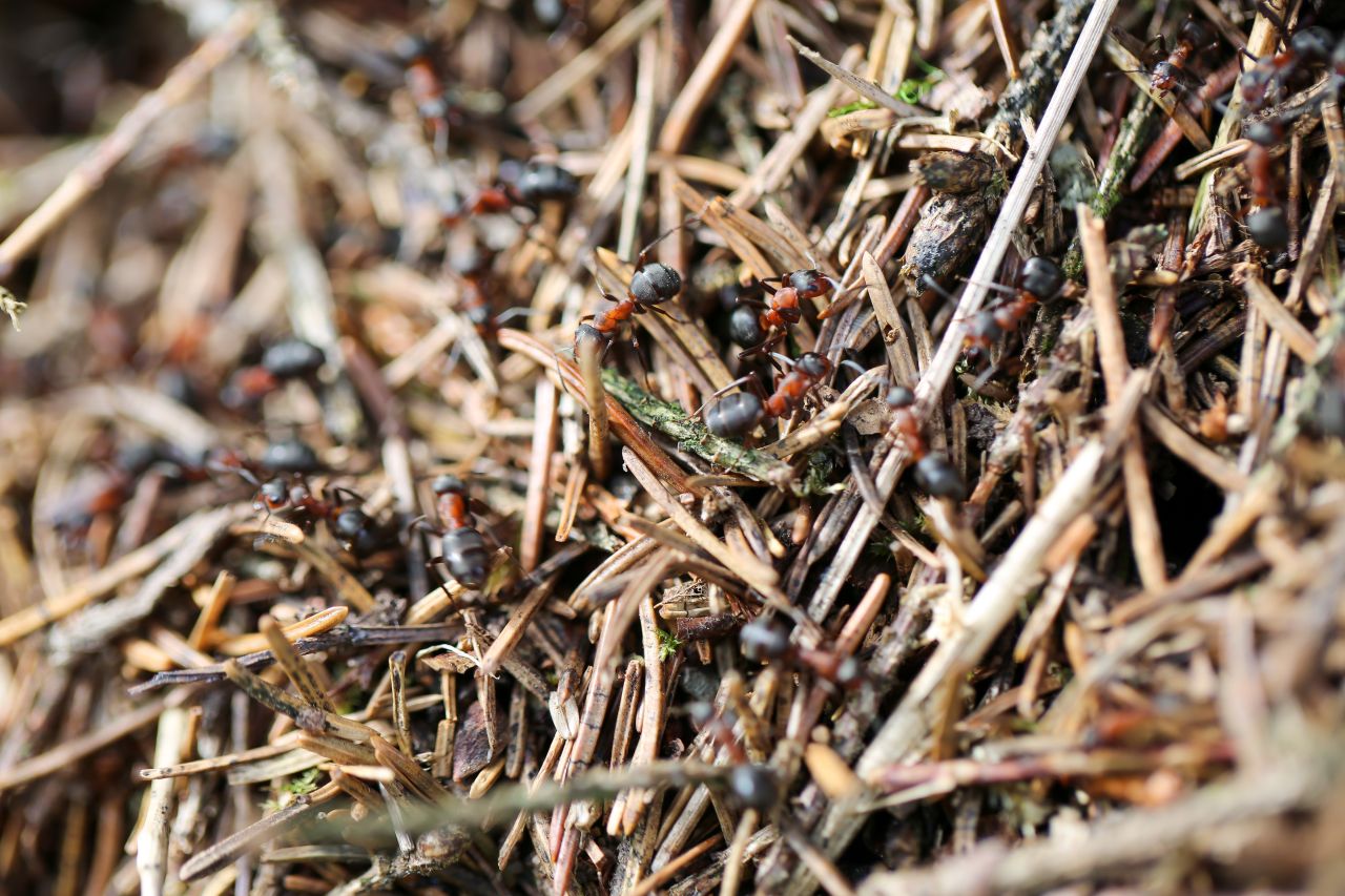 Curieux de Nature#35 : des fourmis formidables