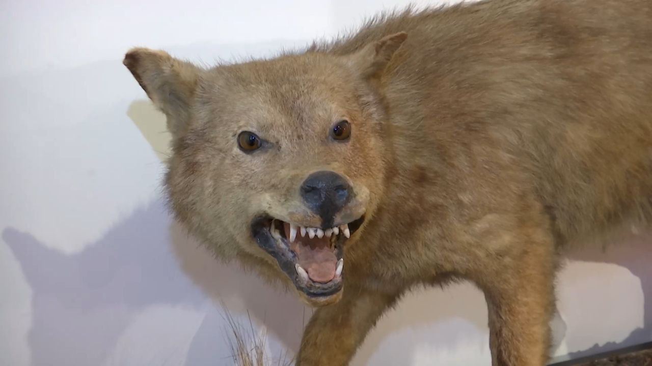 Le loup d'hier et d'aujourd'hui au Musée Gaumais