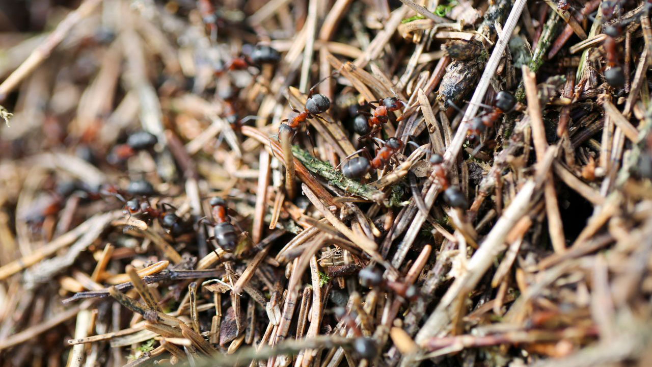 Curieux de Nature#35 : des fourmis formidables