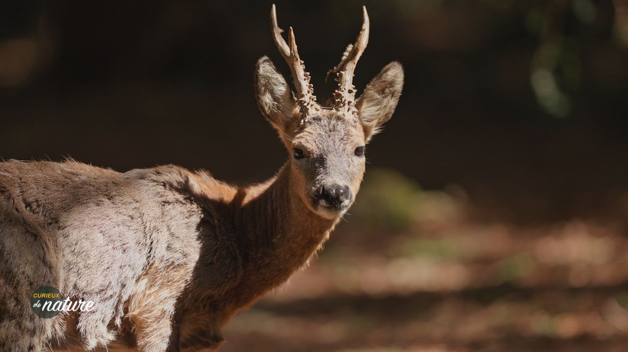 Curieux de Nature #36 : le chevreuil, un des plus petits cervidés d'Europe