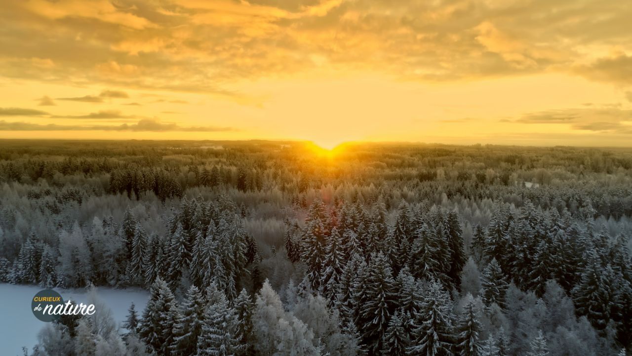 Curieux de Nature #37 : L'incroyable adaptation de la nature en hiver