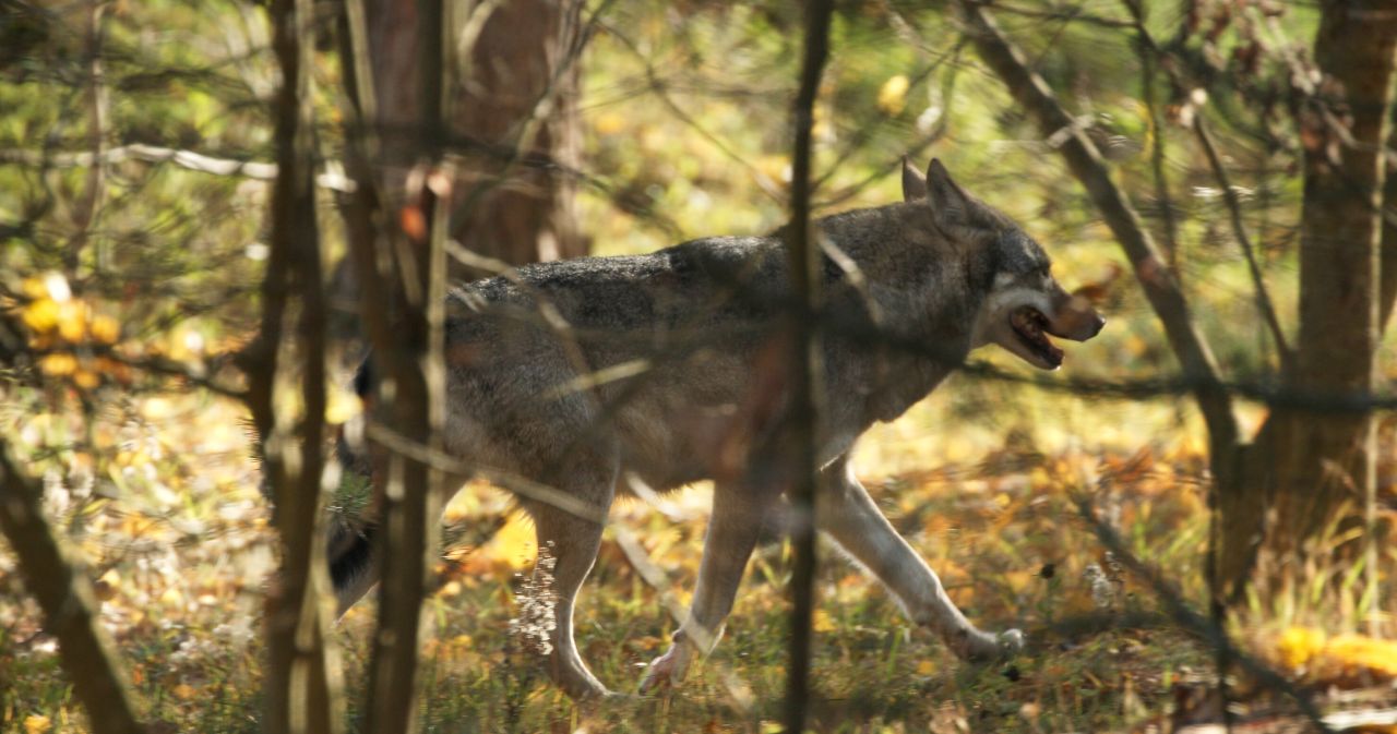 Curieux de Nature #39 : le retour du loup en province de Luxembourg