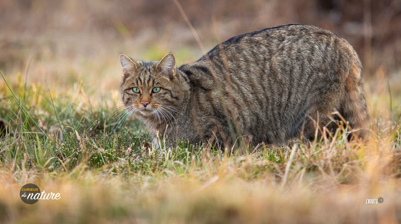 Le chat sauvage, le fantôme de nos forêts