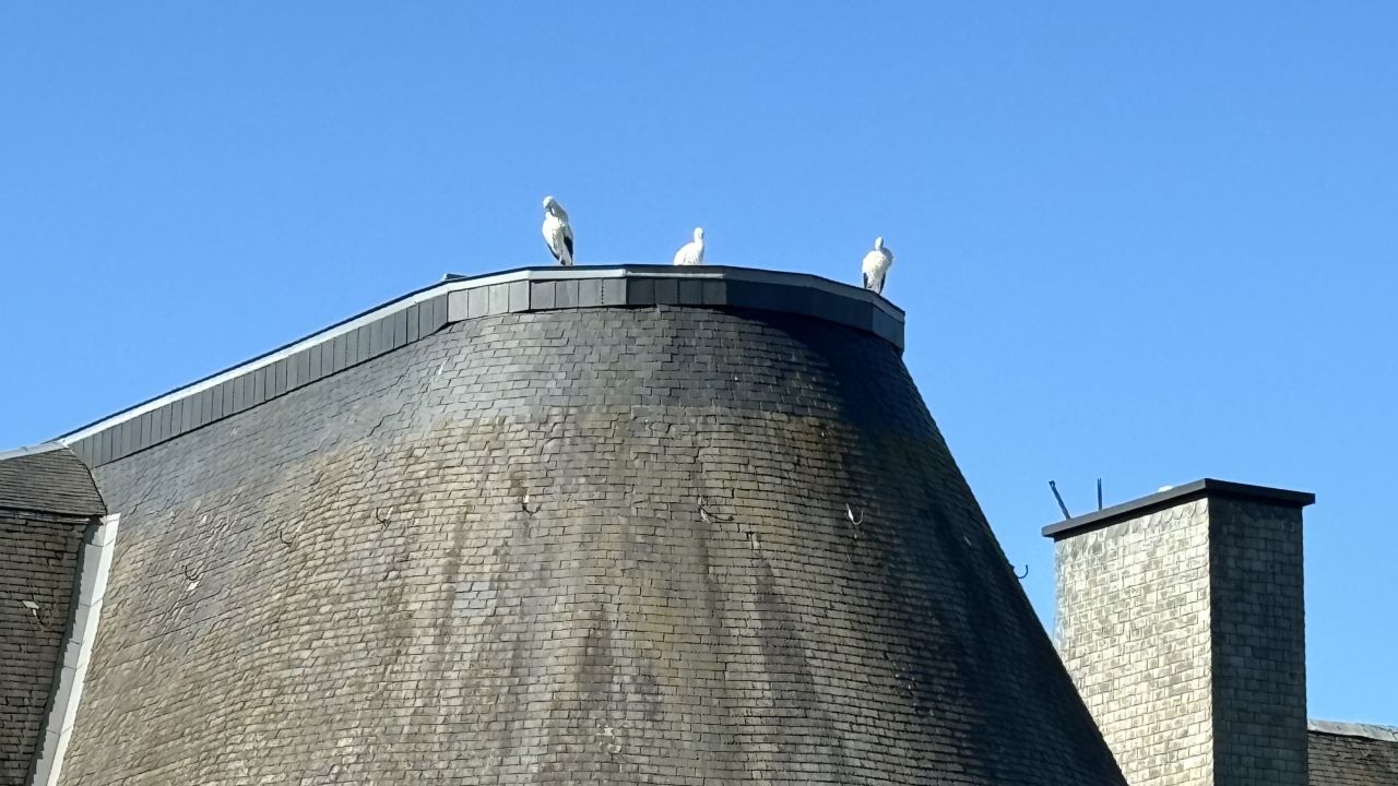Arlon. Des cigognes s'offrent une pause à l'Athénée Royal