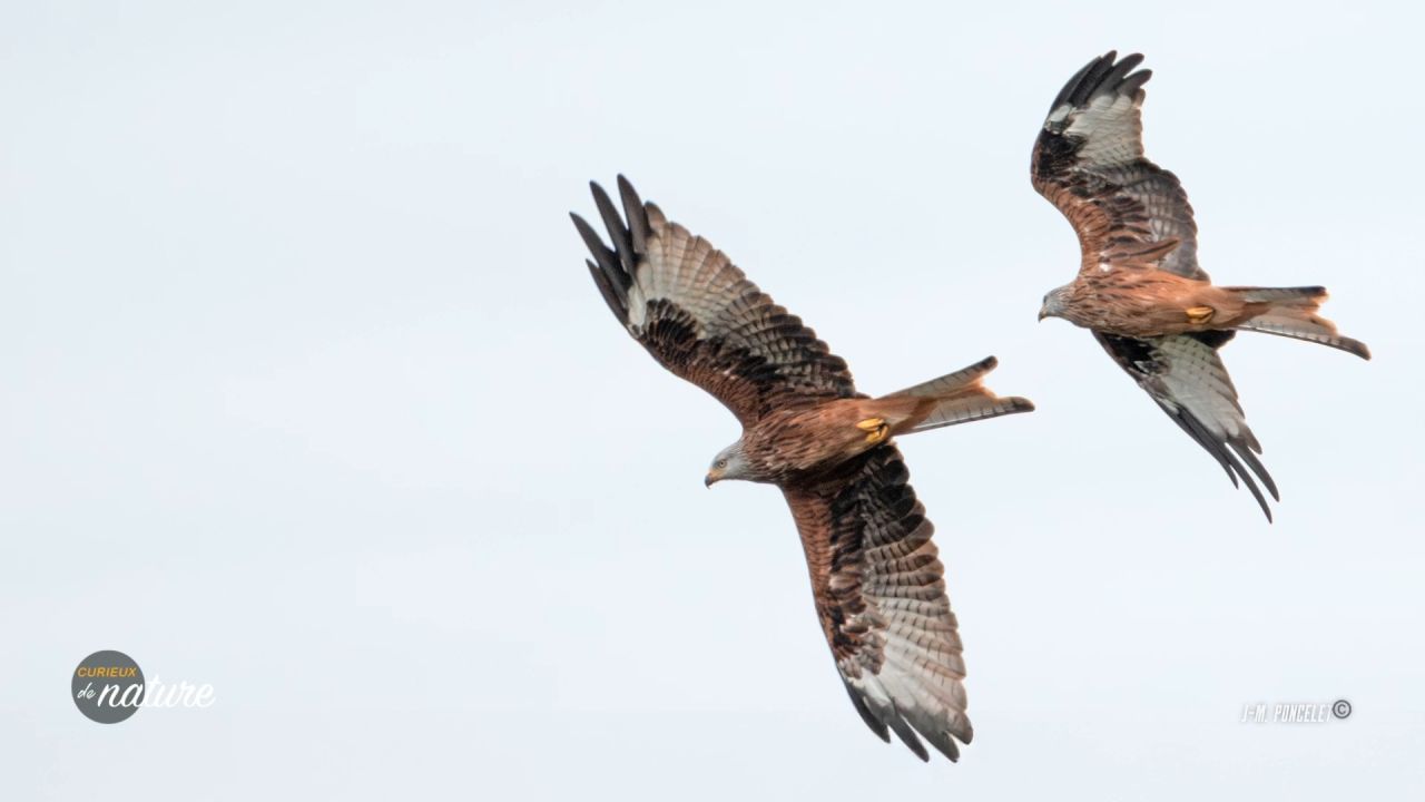 Curieux de Nature #42 : la Wallonie, terre d'accueil du milan royal