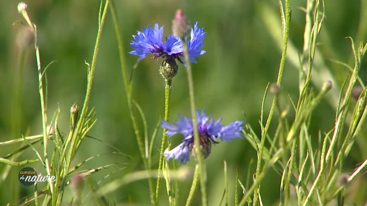 Curieux de Nature #43 : protéger les plantes pour protéger la biodiversité