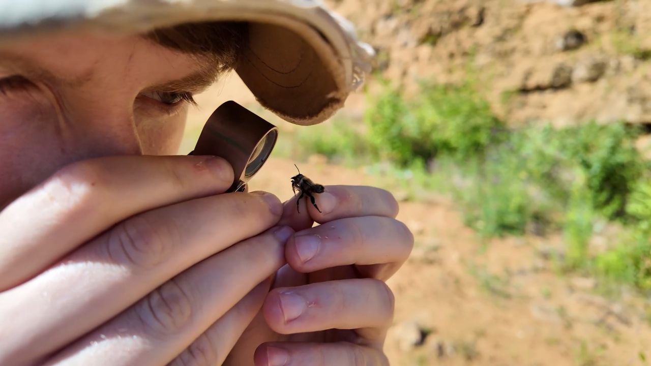 Une abeille observée pour la première fois en Belgique dans une réserve naturelle à Ethe