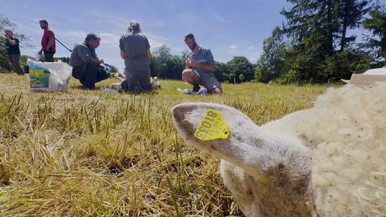 Les attaques de Bande et Louftémont sont bien imputables à des loups