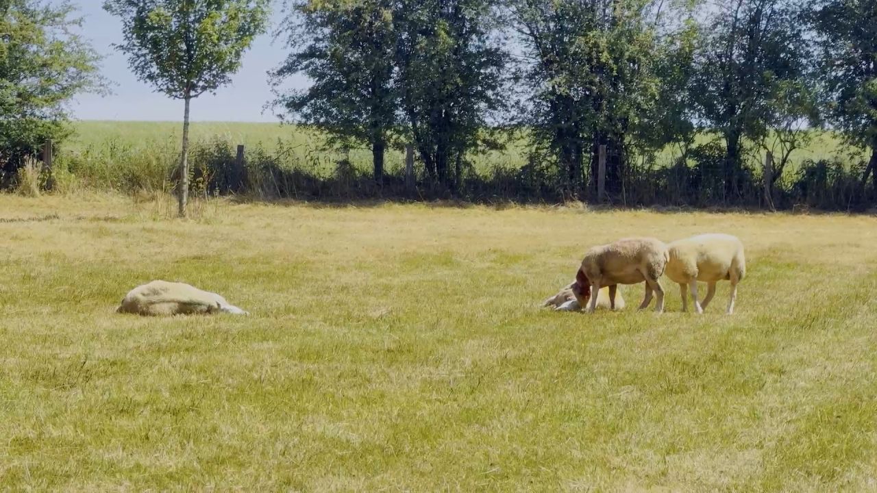 Deux nouvelles attaques potentiellement liées au loup à Laneuville-au-Bois et Tenneville
