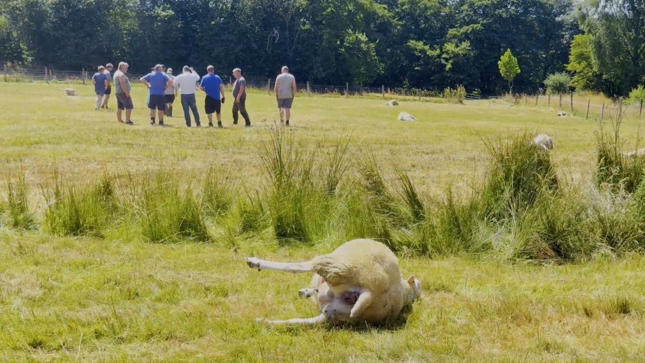 Les attaques de Bande et Louftémont sont bien imputables à des loups