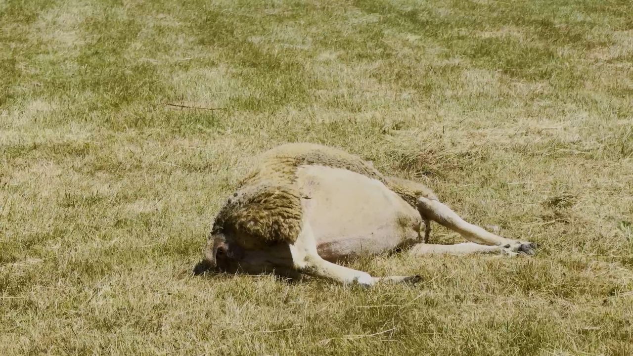 Deux nouvelles attaques potentiellement liées au loup à Laneuville-au-Bois et Tenneville