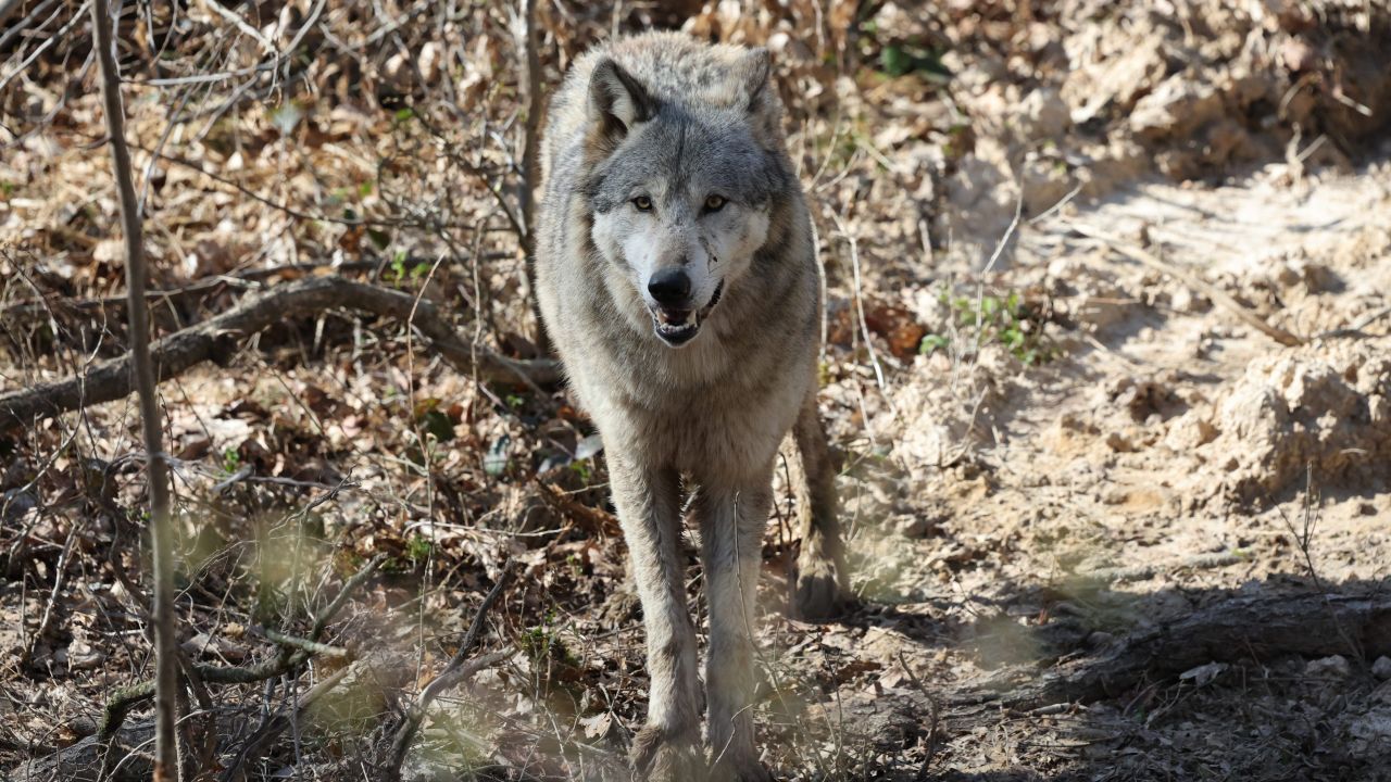 Wallonie : vers l'autorisation du prélèvement des « loups déviants »