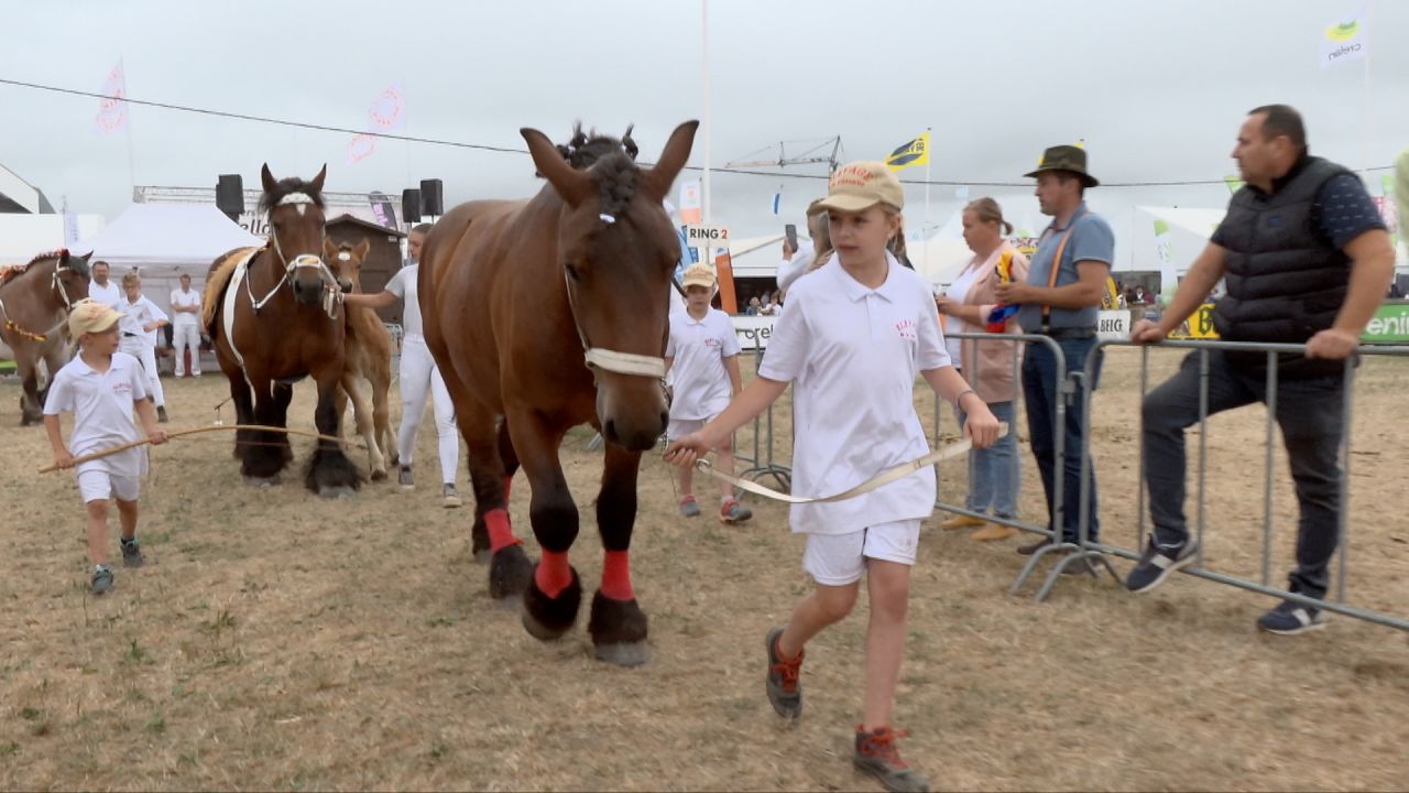 Le cheval de trait ardennais à l'honneur. La relève est assurée !