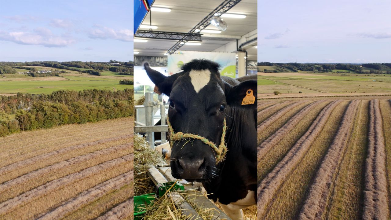 JoeyStarr, Barbie, Pâquerette, Hulk, Roméo ,… Comment les éleveurs choisissent le nom des vaches ?
