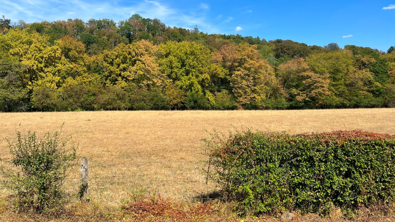 Les arbres souffrent de la sécheresse : les finances communales devraient suivre…