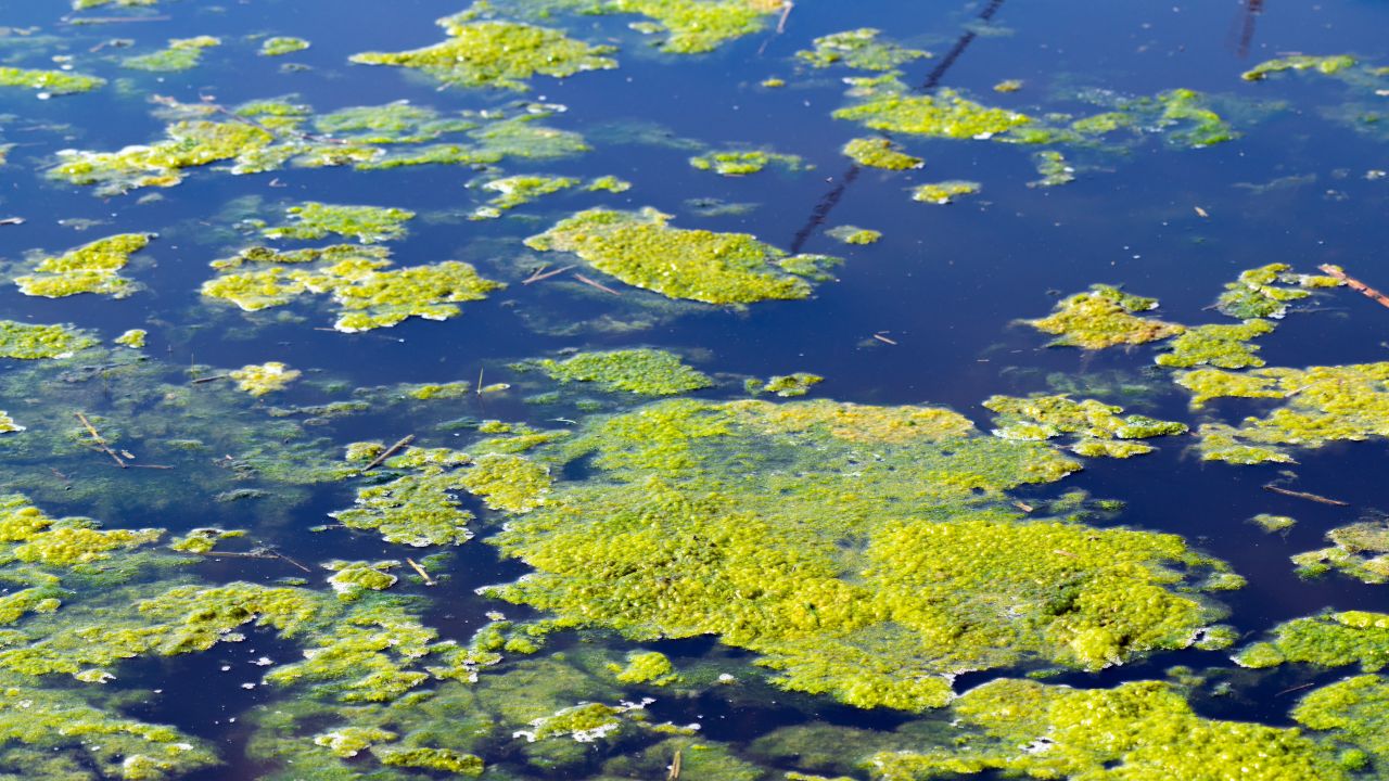 Sécheresse : danger de cyanobactéries dans les cours d'eau