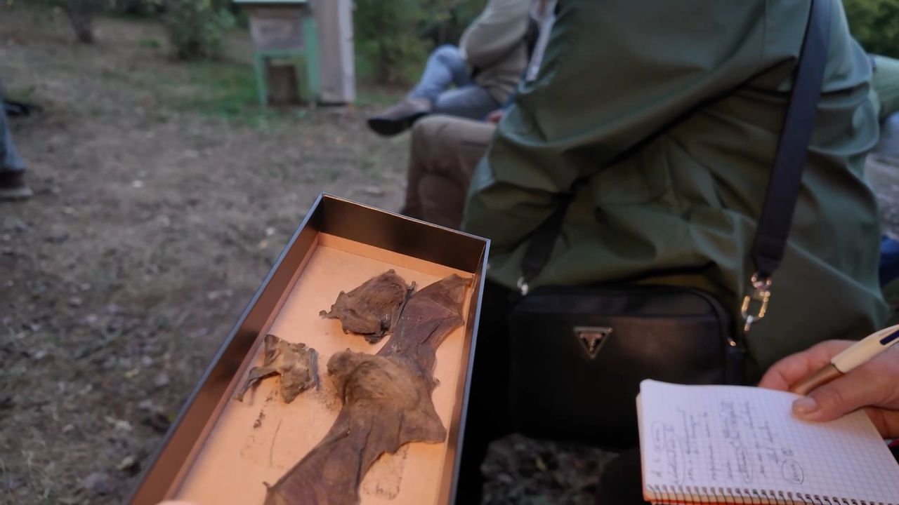 Une nuit à la découverte des chauves-souris 