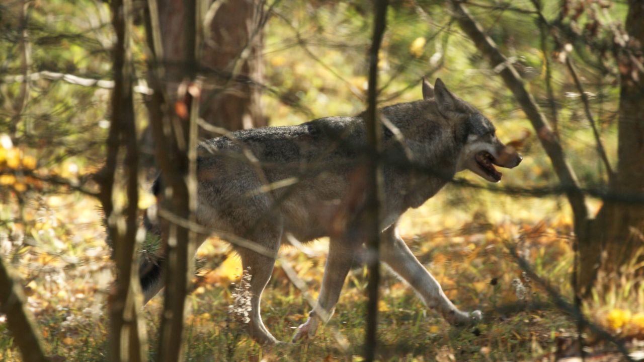 Motons tués à Awenne. La meute de loups du massif de St Hubert est suspectée