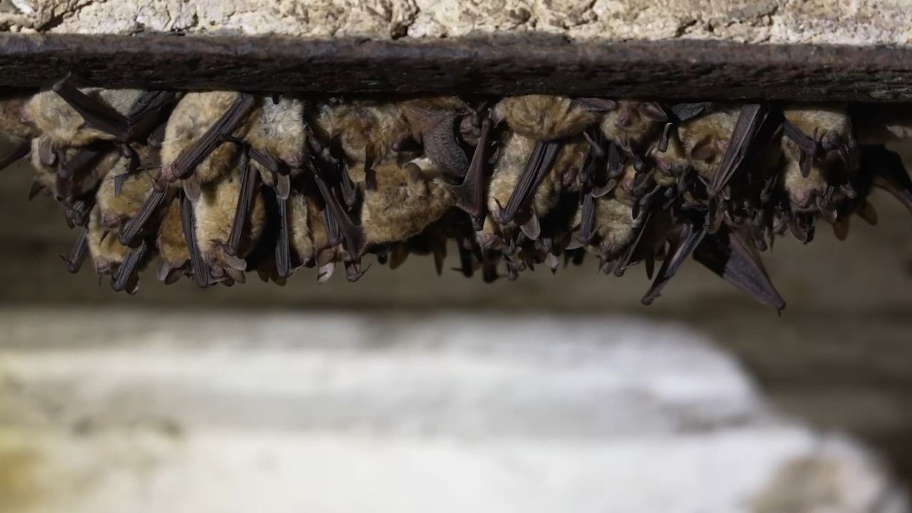 Une nuit à la découverte des chauves-souris 