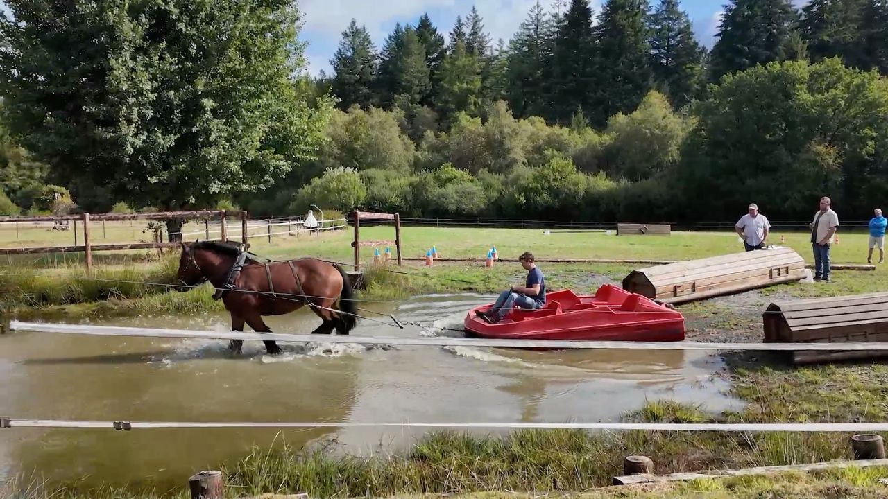 Mont-le-Soie remet le débardage à cheval en lumière