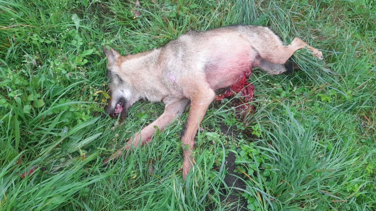 Un loup tué par une voiture sur la Nationale 4 à Bande