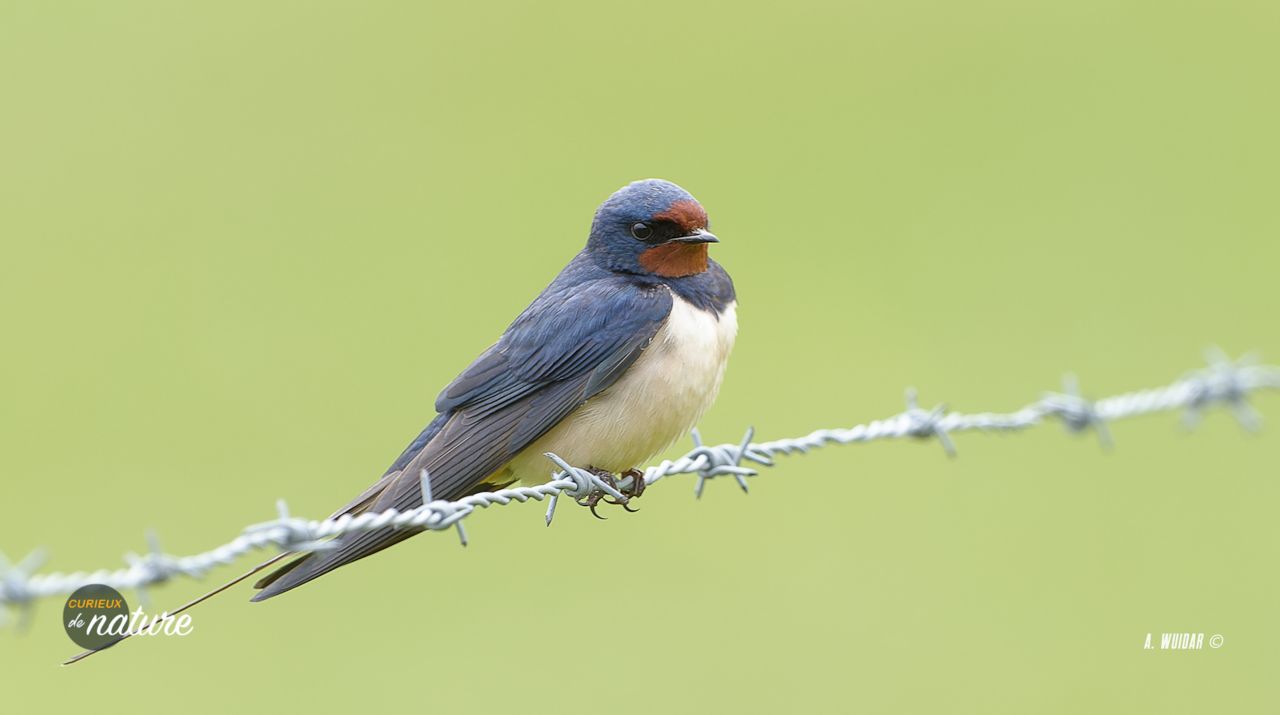 Curieux de Nature #44 : le bal des hirondelles