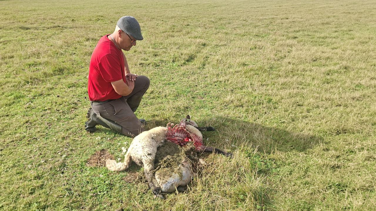 Nouvelle attaque de loup à Les Tailles (Houffalize) : 4 moutons tués et un autre blessé