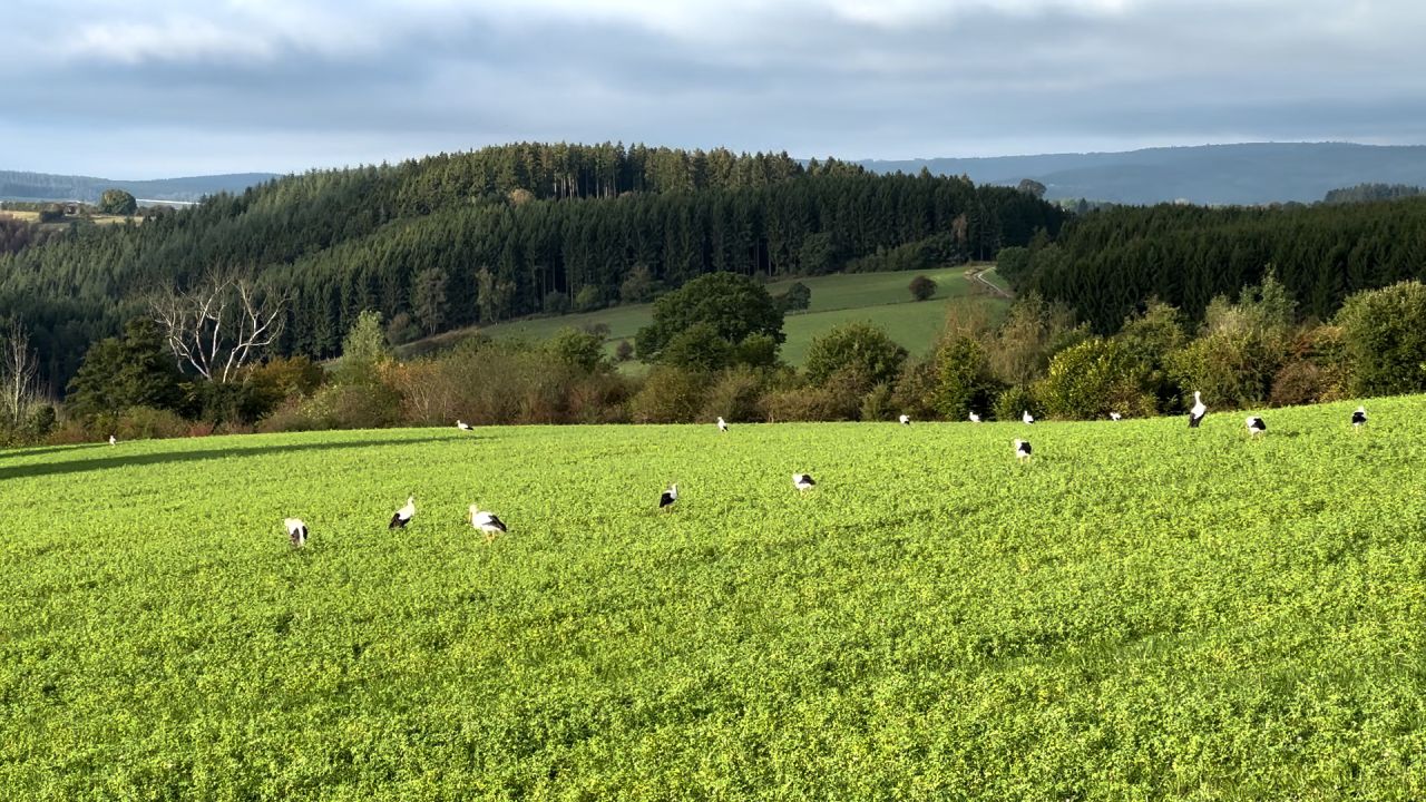 La Roche : une centaine de cigognes blanches observées à Ortho