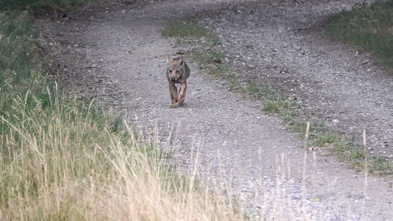 Découvrez les premières vidéos des louveteaux nés en Province de Luxembourg