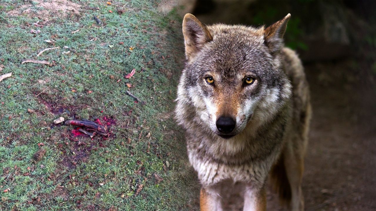 Nouvelle attaque probable de loup : un bélier de 100 kg tué à Champlon (Tenneville)