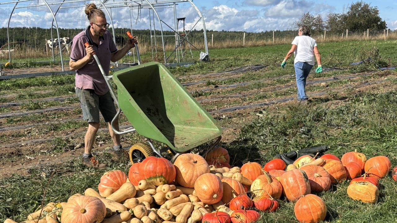 Victime d'un acte de pollution, Xavier Moreau va enfouir les légumes contaminés et reprendre son activité
