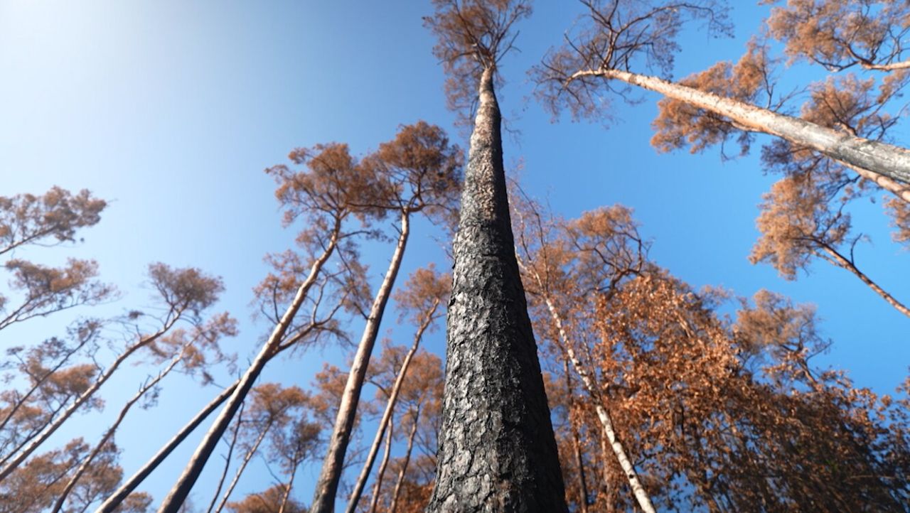 Après les flammes, la forêt renaîtra de ses cendres à Wellin