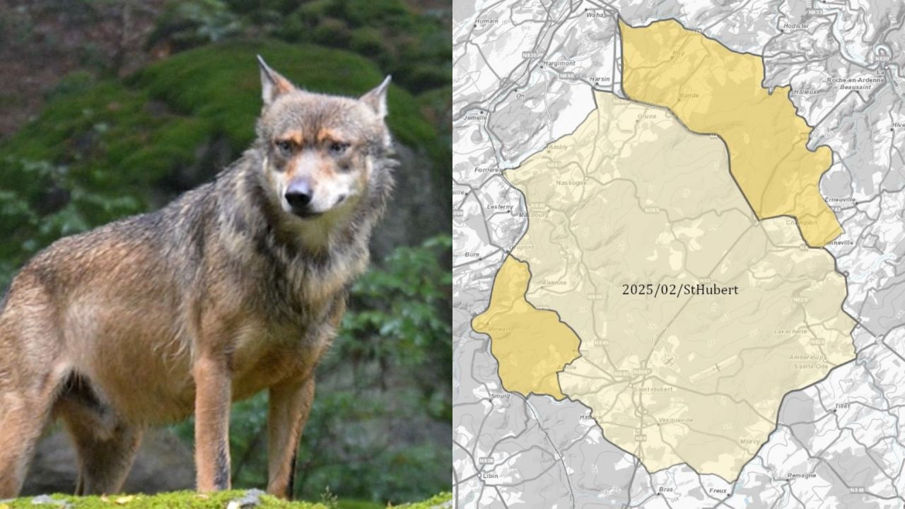 Plus d'éleveurs indemnisés grâce à l'élargissement de la zone de présence du loup
