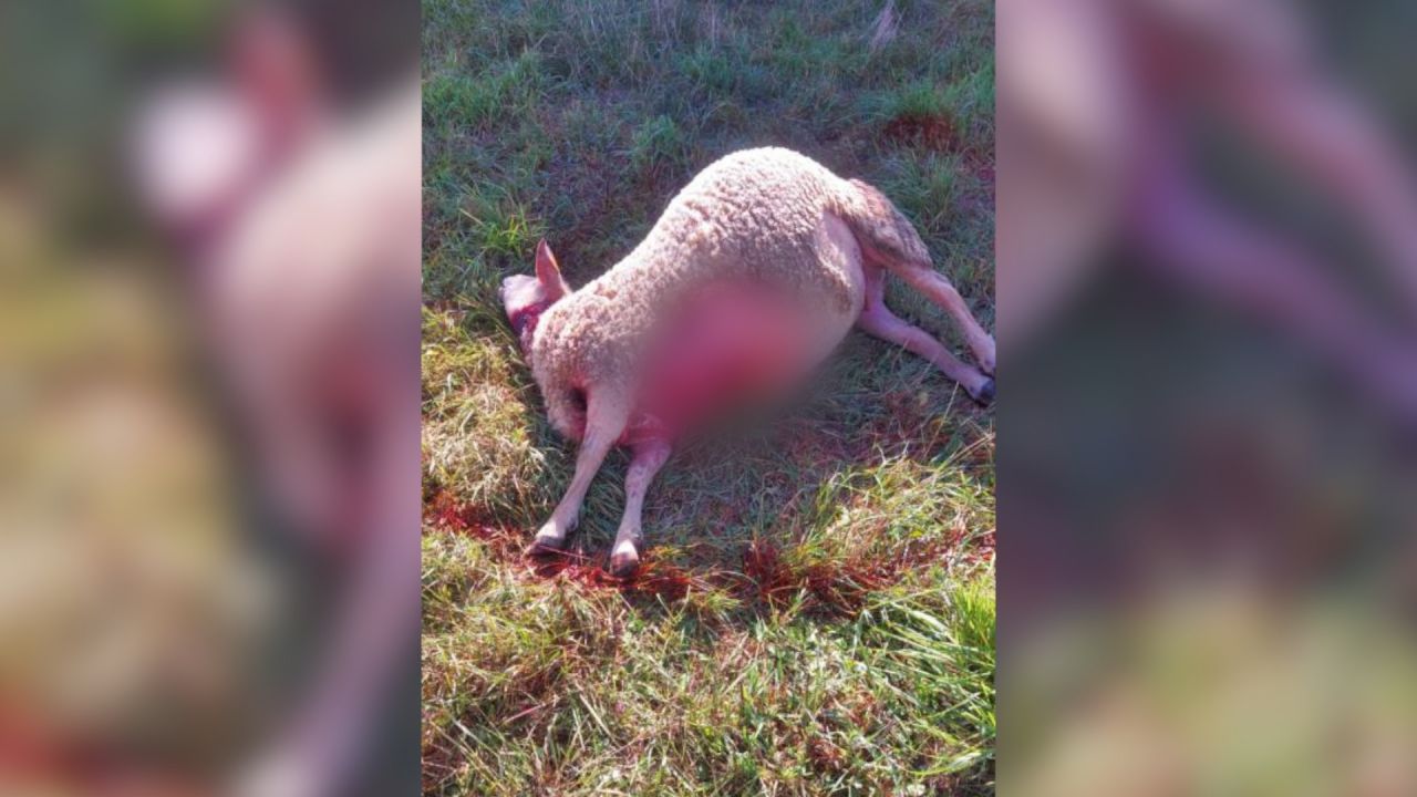 Deux moutons égorgés à une dizaine de mètres des habitations à Ronchampay (La Roche-en-Ardenne)