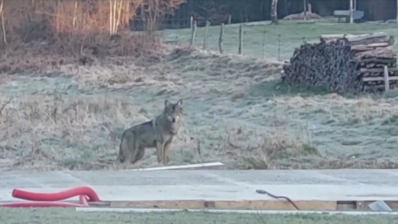 Présence du loup : la ministre Anne-Catherine Dalcq veut autoriser les tirs d'effarouchement. Voire létaux en cas de répétition