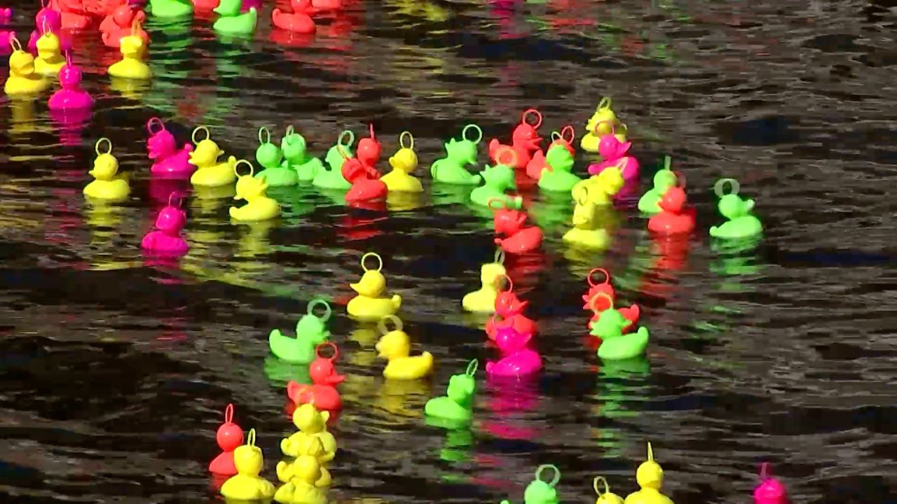 Une course de canards pour dynamiser les commerces de Bouillon