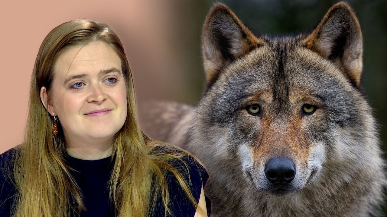 Loup : le nouveau Plan se précise