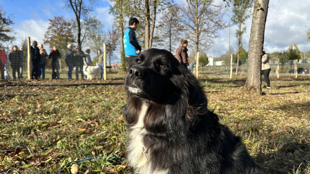 Bien-être animal : Marche-en-Famenne ouvre un parc canin