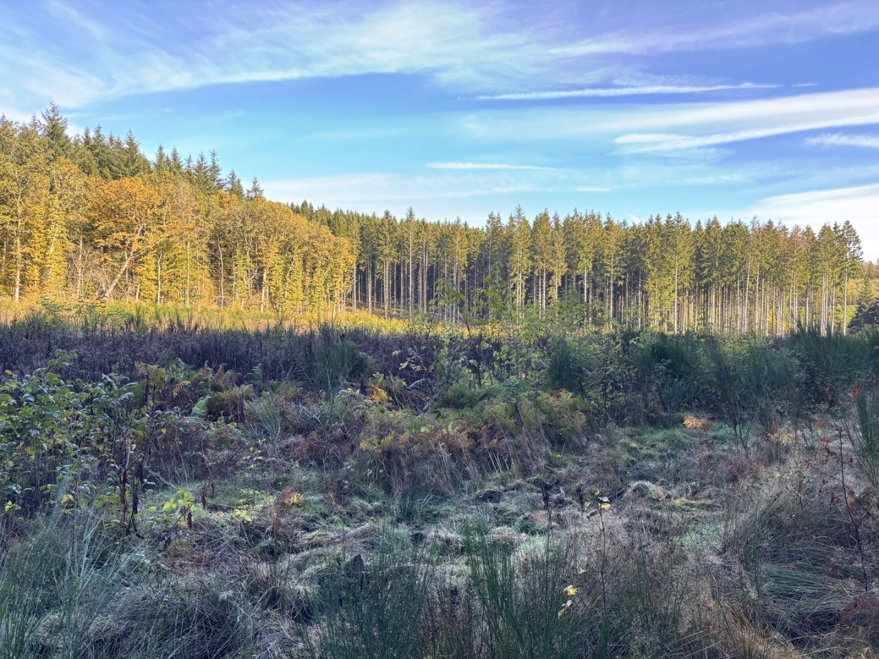 Le projet de jardin ou de forêt cinéraire n'est pas enterré à Fauvillers