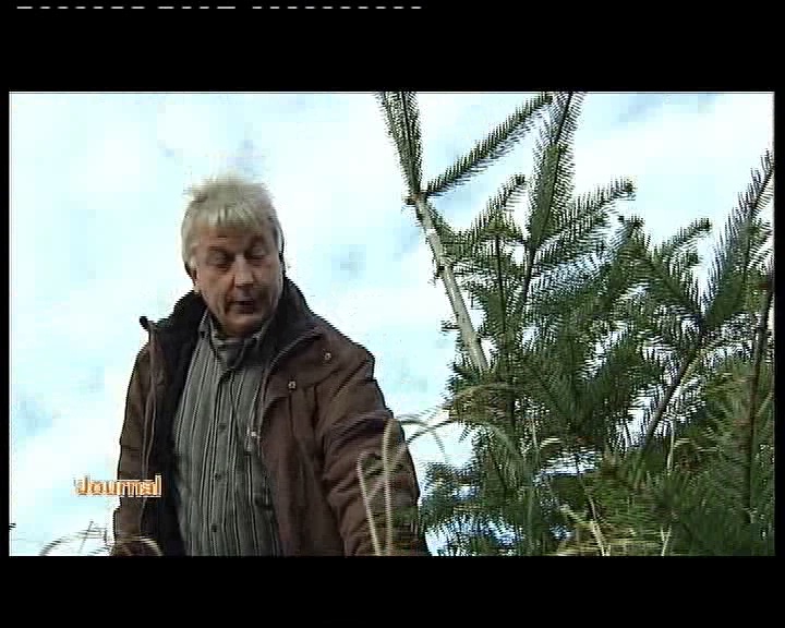 VANDALISME: DESTRUCTION SAPINS DE NOEL