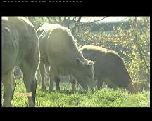 BOEUF GAUMAIS + PROMOTION DANS LES RESTAURANTS