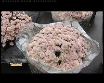 PREPARATION DE LA TOUSSAINT : VENTE FLEURS MARCHE