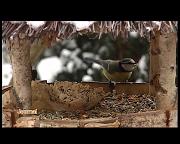 OISEAUX DE CHEZ NOUS EN DIFFICULTE
