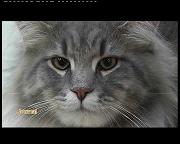 EXPOSITION FELINE INTERNATIONALE