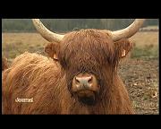 PROJET LIFE PLATEAU DES TAILLES: VACHES HIGHLAND